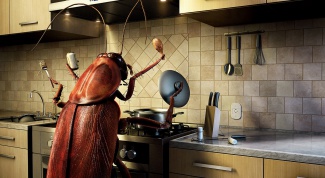 How to get rid of cockroaches in an apartment forever at home