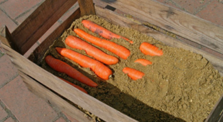 Как в домашних условиях сохранить морковь на зиму