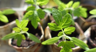 When to plant peppers, cucumbers and tomatoes seedlings in 2016