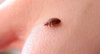 How to get rid of bed bugs at home
