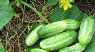 How to grow cucumbers on a warm ridge 