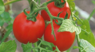 Как вырастить дома хорошую рассаду помидоров