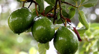 Авокадо – вкусное лекарство от многих недугов