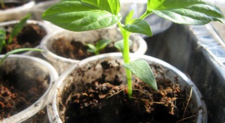 Important rules for growing seedlings