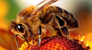 Bee sting, wasp or bumblebee: first aid