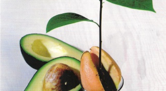 Выращиваем авокадо в домашних условиях