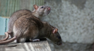 Как вывести мышей и крыс