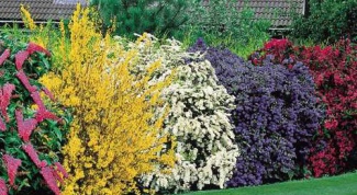 How to choose a flowering shrub for the garden