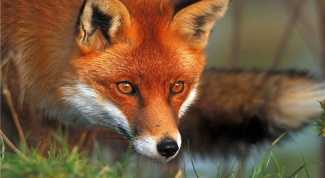 Рыжая лисица: интересные особенности 