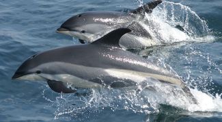 Добрые дельфины