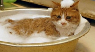 Как спокойно помыть кота