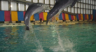 St. Petersburg Dolphinarium