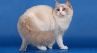 Породы кошек: рагамаффин