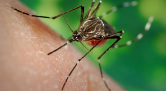 Как бороться с комарами и мухами