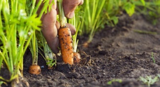 Как сеять морковь, чтобы не прореживать