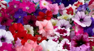 What fertilizers to feed petunias