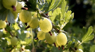 How to make wine of gooseberries with cherries