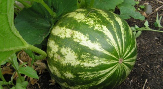 Growing watermelons in the summer cottage