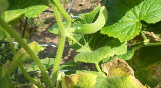 Why dry leaves of cucumber