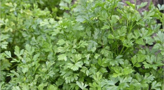 How to grow parsley: planting and care