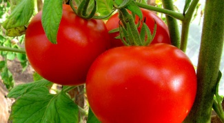 How to get a rich harvest of tomatoes