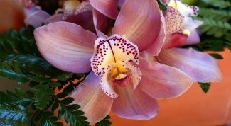 How to repot orchids at home