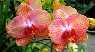 Почему желтеют листья у орхидеи