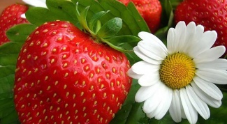 How to grow strawberries outdoors