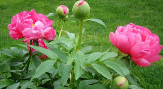 Why curl the leaves of peonies