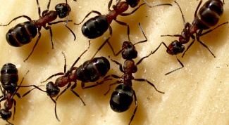 Homemade ants: how to get rid of ants in the apartment