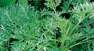 How to prepare an infusion of wormwood against pests in the garden