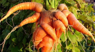 Why carrots horned and ugly