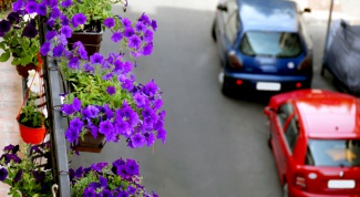 Why no blooms Petunia on the balcony in the summer