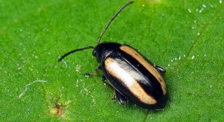 How to protect cabbage from the cruciferous flea beetles