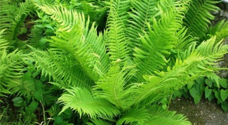 How to cook fresh fern