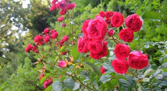 How to grow shrub roses: care rules