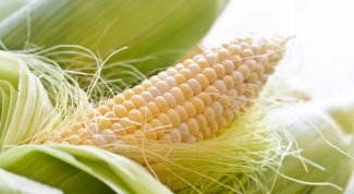How to grow corn in Siberia