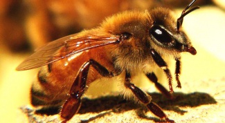 First aid for bee sting