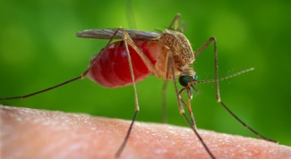 Mosquito control in the country – effective methods
