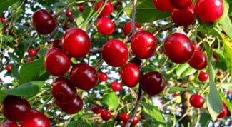 Why dry cherry