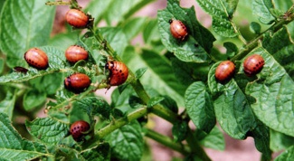 How to get rid of the Colorado potato beetle.