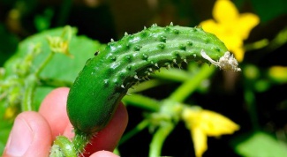 Why do cucumbers curl