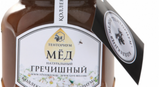 Польза и вред гречишного меда