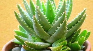 How to plant aloe Vera at home