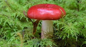 How to pickle Russula for the winter in banks