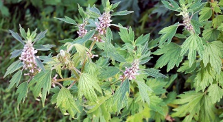 How to drink motherwort