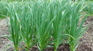 When to remove garlic from the garden