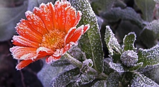 Как защитить растения от заморозков