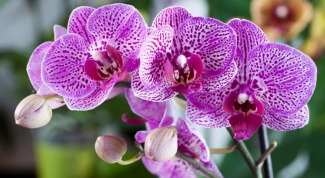 The Phalaenopsis Orchid: features and rules of transplantation