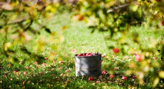 Что делать с яблоками осенью